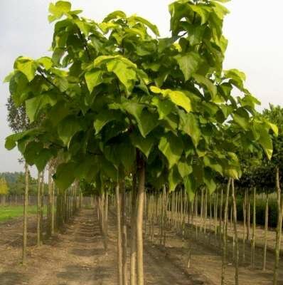 Catalpa bign. 'Aurea', 8/10 Blote wortel