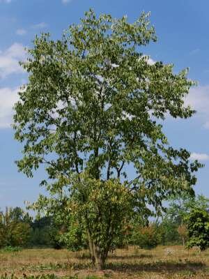 Celtis australis meerst., 400/450 cm 180L pot, Oosterse netelboom