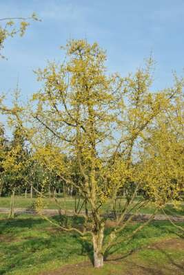 Cornus Mas meerst., 200/250 cm 50L pot, Gele Kornoelje