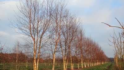 Betula ermanii meerst., 250/300 cm Draadkluit, Goudberk