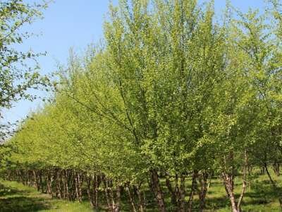 Betula nigra meerst., 250/300 cm Draadkluit, Zwarte berk (= Rubra)