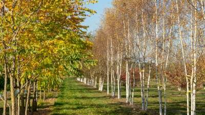 Betula p. 'Laciniata', 175/200 cm 90L, meerstammig, Zilverberk