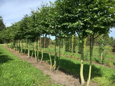 Carpinus betulus meerst., 200/225cm 90L