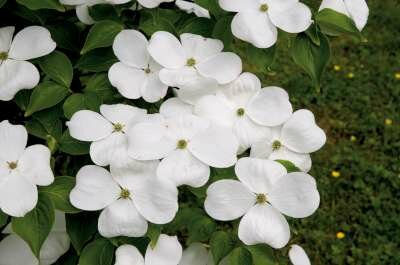 Cornus Galaxy, 200/250 80L, Kornoelje