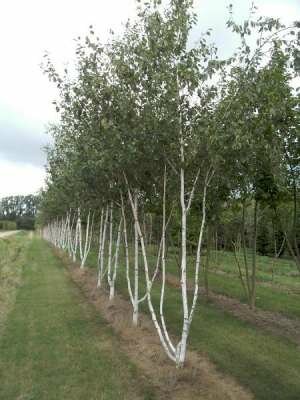 Betula pendula, 150/175cm 90L, meerstammig, Witte berk (= Alba/Verrucosa)