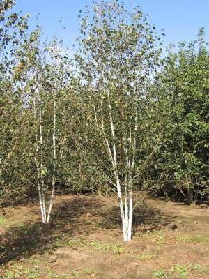 Betula utilis 'Doorenbos' meerst., 200/250 cm 70L, Zilverberk