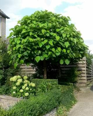 Catalpa bign. 'Nana', stam 150cm 10L pot (= Bungei)