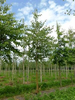 Cercis siliquastrum, 10/12 cm pot 65L, Judasboom