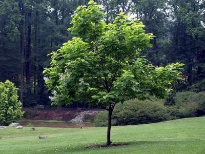 Catalpa bignonioides, 12/14 Blote wortel Trompetboom