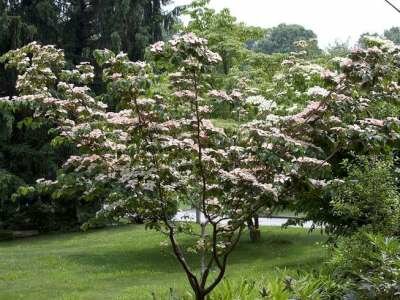 Cornus florida, 150/175 Pot, meerstammig, Amerikaanse kornoelje