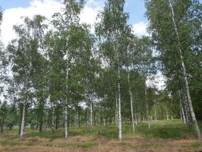 Betula pendula, 12/14 Draadkluit, Witte berk (= Alba/Verrucosa)