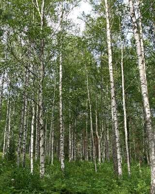 Betula pubescens, 10/12 Draadkluit, Zachte berk