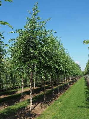 Betula nigra, 12/14 Draadkluit, Zwarte berk (= Rubra)