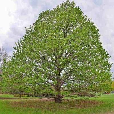 Corylus colurna, 10-12 cm Draadkluit