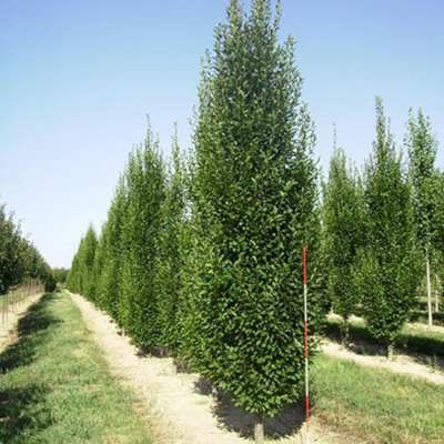 Carpinus bet. 'Fastigiata', 250-300 cm 20L pot