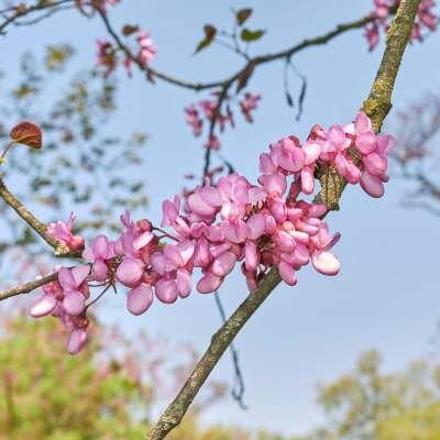 Cercis siliquastrum, 10/12 cm pot 65L, Judasboom