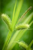 Carex pseudocyperus, Zegge_