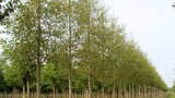 Alnus glut. 'Imperialis', 8/10 Blote wortel, Zwarte els_