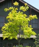 Gleditsia triac. 'Sunburst', 10/12 Blote Wortel, Amerikaanse Christusdoorn_