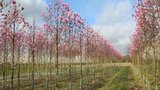 Magnolia 'Galaxy', 10/12 Draadkluit, beverboom_