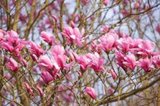 Magnolia 'Galaxy', 10/12 Draadkluit, beverboom_