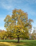 Ostrya carpinifolia, 8/10 Blote wortel, Europese hopbeuk_