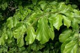 Parrotia percica, 12/14 draadkluit_