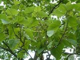 Paulownia tomentosa, 12/14 Blote wortel_