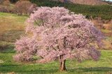 Prunus sargentii, 8/10 Blote wortel, Sierkers_