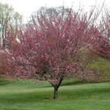 Prunus ser. 'Royal Burgundy', 8/10 Blote wortel, Japanse sierkers_