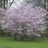 Prunus subh. 'Autumnalis', 10/12 Blote wortel, Japanse sierkers_