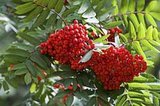 Sorbus auc. 'Sheerwater Seedling', 10/12 Blote wortel, Lijsterbes_