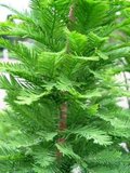 Taxodium distichum, 10/12 Draadkluit, Moerascipres_