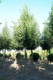 Tilia cor. 'Rancho', 8/10 Blote wortel, Winterlinde_