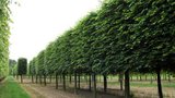 Tilia cor. 'Rancho', 8/10 Blote wortel, Winterlinde_