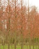 Tilia cor. 'Winter Orange', 8/10 Blote wortel, Kleinbladige linde_