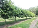 Tilia cor. 'Winter Orange', 8/10 Blote wortel, Kleinbladige linde_