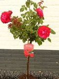 Rosa 'Rouge Meilove', 90cm stam, Stamrozen_