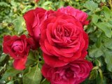 Rosa 'Rouge Meilove', 90cm stam, Stamrozen_