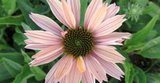 Echinacea 'Sunseekers Salmon', ® Zonnehoed_