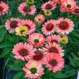 Echinacea 'Sunseekers Salmon', ® Zonnehoed_