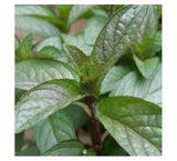 Mentha piperita 'Chocolate', chocolademunt_