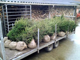 Taxus Baccata 3L 30-35 cm, Venijnboom_