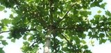 Platanus acerifolia, 14/16 Draadkluit, Dakplataan_