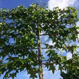 Liquidambar styraciflua, 10/12 Draadkluit, Lei-Amberboom voorgeleid met rek_