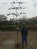 Liquidambar styraciflua, 10/12 Draadkluit, Lei-Amberboom voorgeleid met rek_