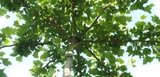 Platanus acerifolia, 10/12 Draadkluit, Dakplataan_