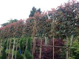 Photinia fras. 'Red Robin', 6/8 pot, Lei-Glansmispel voorgeleid met rek_