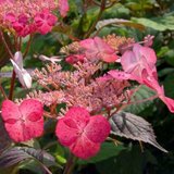 Hydrangea serrata 'Isusai-jaku', 25-30 3L,Hortensia_