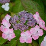 Hydrangea serrata 'Isusai-jaku', 7.5L,Hortensia_